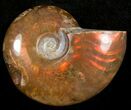 Flashy Red Iridescent Ammonite - Wide #10341-1